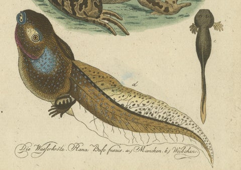 Natural History Illustrations: Amphibians, Reptiles, and Mammals, 1793, close-up 2