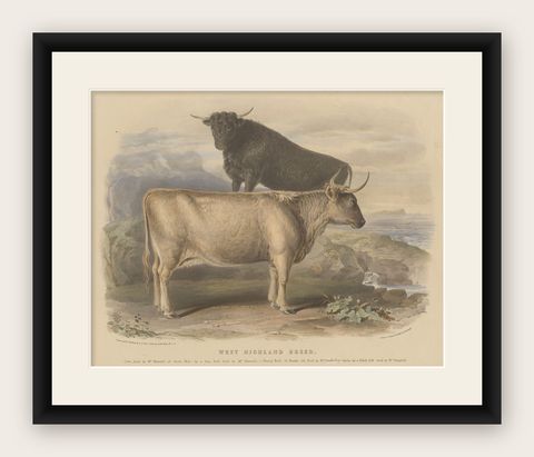 Cow and Young Bull of the West Highland Breed from the Scottish Highlands - 1840, shown framed