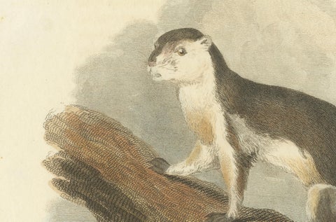 Antique Print with Hand Coloring of a Black Giant Squirrel or Javan Squirrel, close-up 1