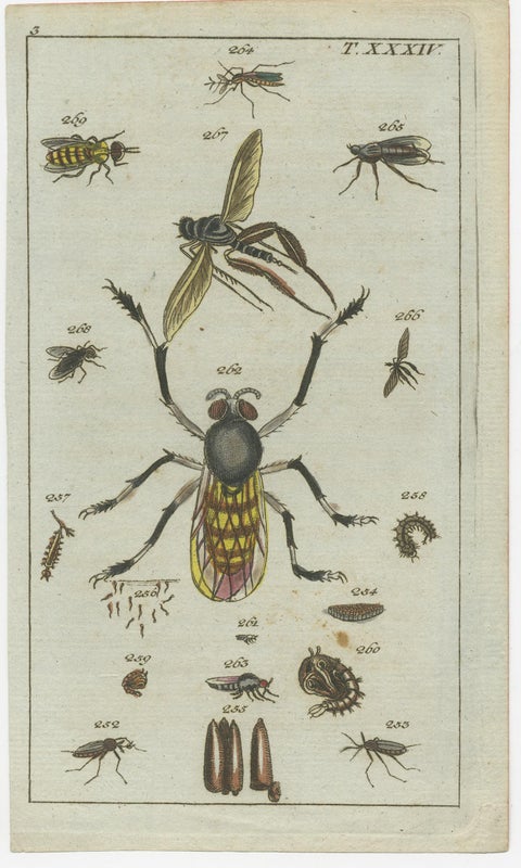 Captivating Natural History Prints: Insects, Life Cycles and Rare Details, 1832, view 2
