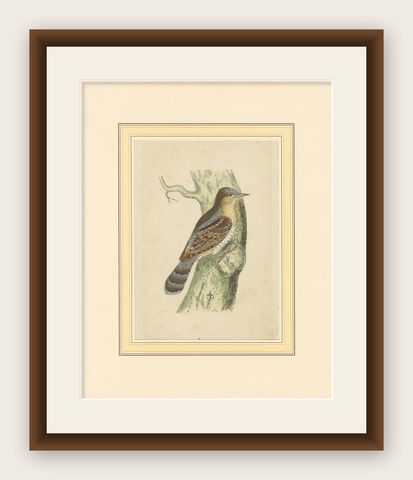 Antique Bird Print of a Wryneck, circa 1880, shown framed