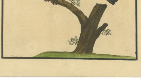 Antique Hand-Colored Engraving of The Blackbird by Eleazar Albin, circa 1730, close-up 5