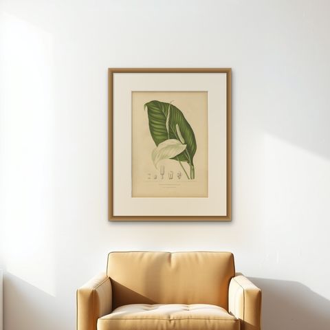 Original Antique Peace Lily Botanical Chromolithograph by Hoola van Nooten, 1880, shown framed on a wall