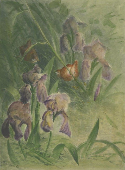 Delicate Irises with Birds - Old Giacomelli Botanical and Ornithological Print, close-up 3