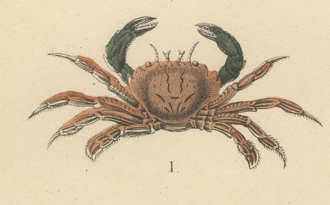 Crustaceans & Marine Invertebrates Print: Crab, Lobster, Horseshoe Crab - 1867, close-up 5