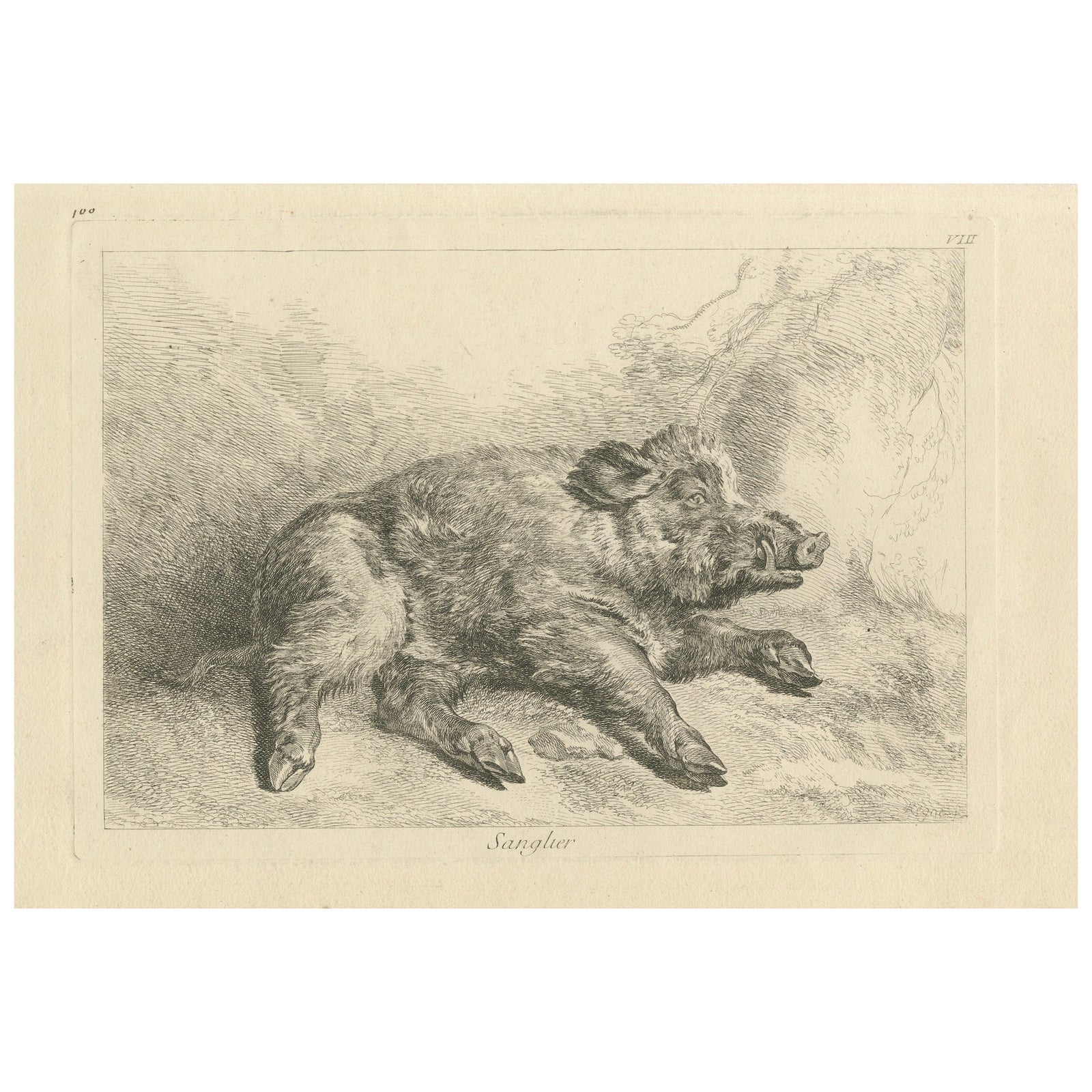 Resting Wild Boar: A Detailed Etching - circa 1740