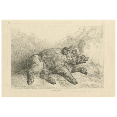 Resting Wild Boar: A Detailed Etching - circa 1740