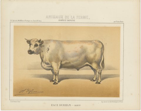 Durham Shorthorn Ox, British Cattle Chromolithograph by Olivier de Penne, 1863, view 2