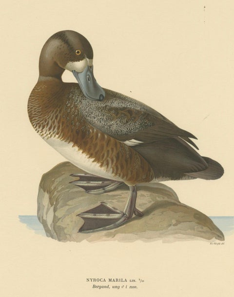 Original Old Bird Print of a Male Greater Scaup, close-up 3