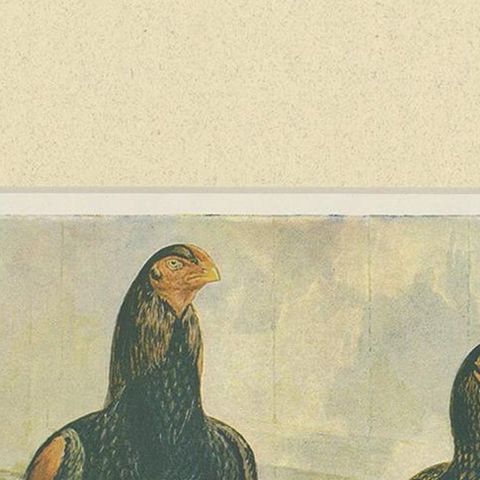 Antique Bird Print of Indian Game Chicken by André & Sleigh, circa 1900, close-up 1
