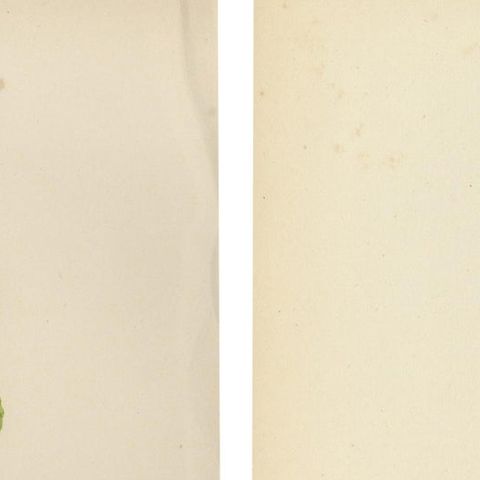 Alpine Botanical Lithograph Pair of Wintergreen and Primrose, 1874, close-up 1