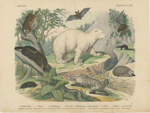 Antique Polar Bear Print with Bats, Hedgehog and Wolverine, Kolb, circa 1890
