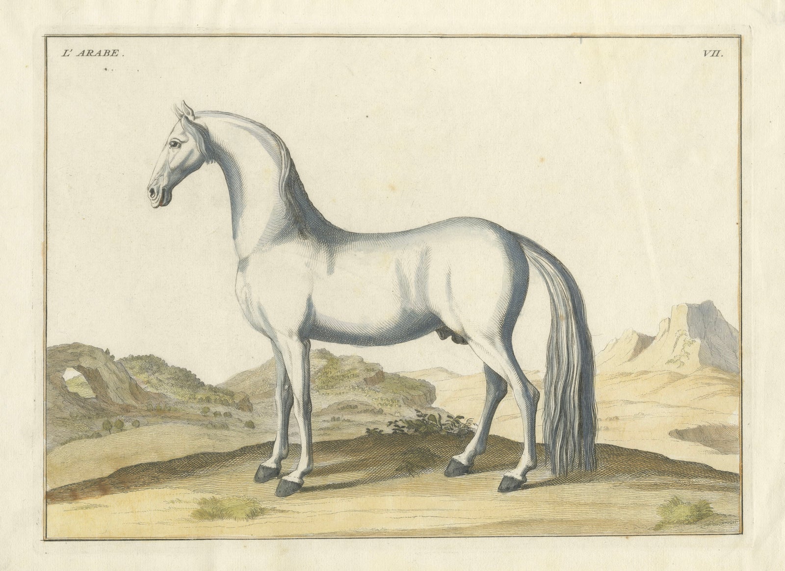 Baron Eisenberg Arabian Horse, “L’Arabe” Equestrian Engraving, 1727