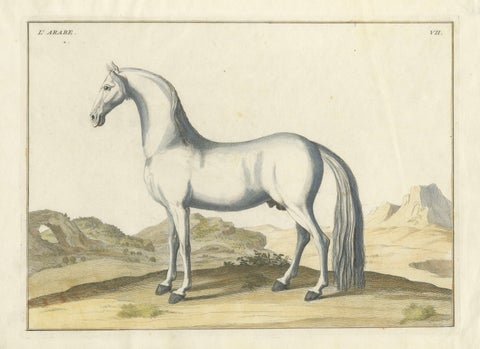 Baron Eisenberg Arabian Horse, “L’Arabe” Equestrian Engraving, 1727