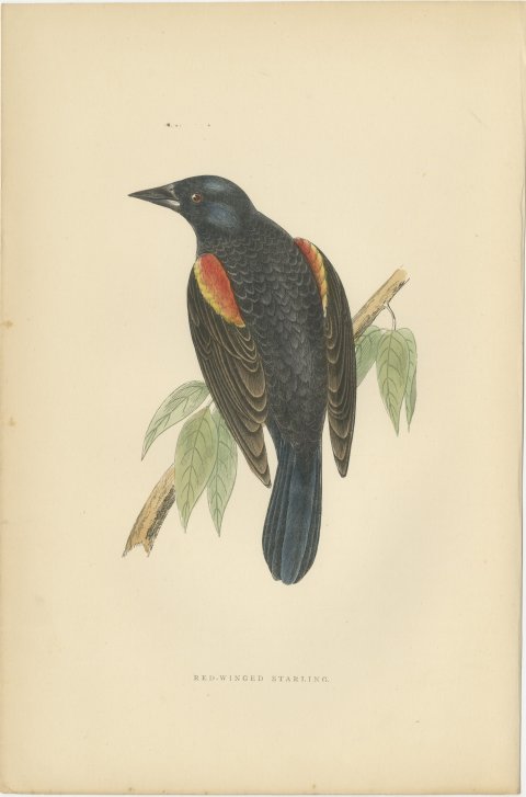 Red Winged Starling or Red Winged Blackbird, Morris Bird Print, 1896, view 2