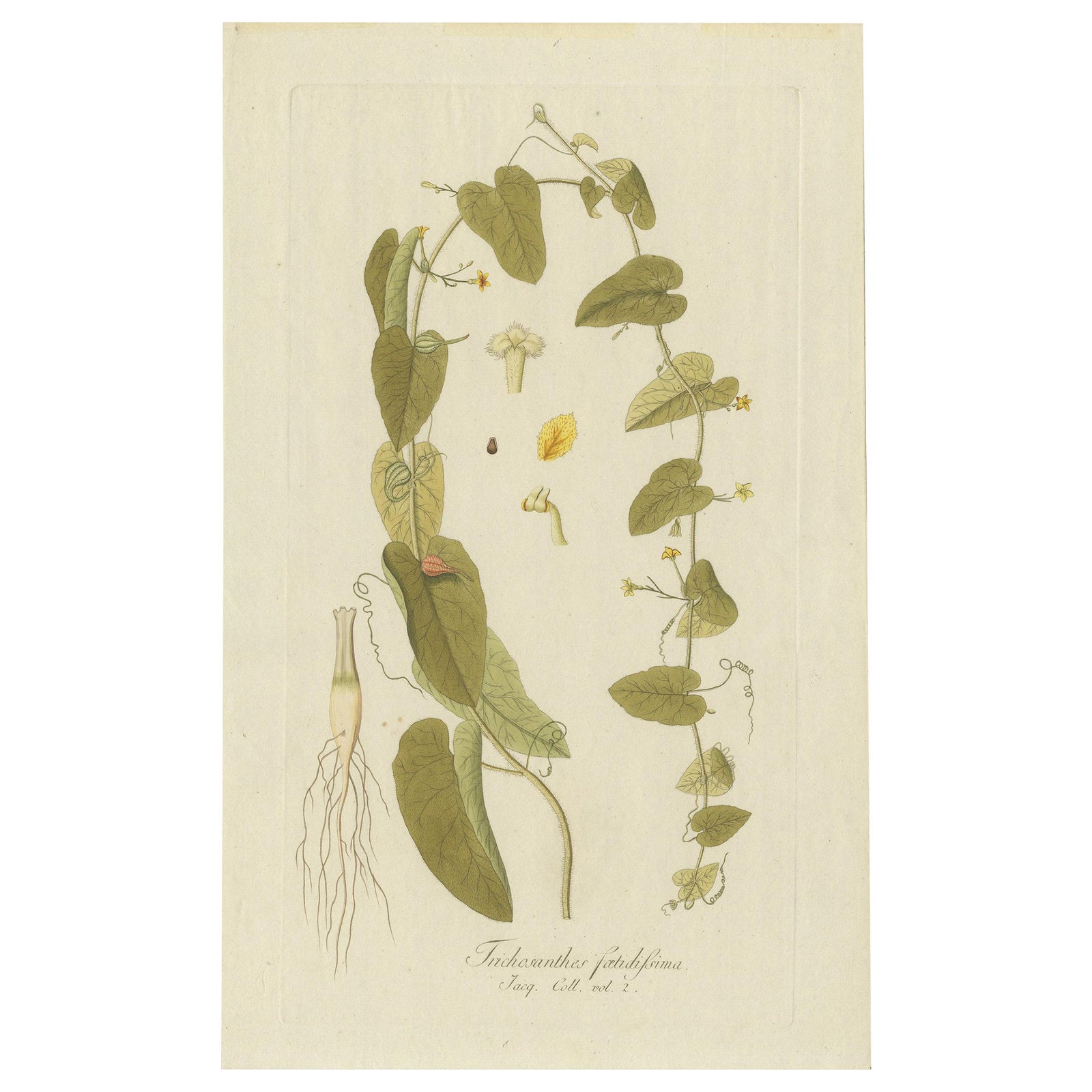 Antique Botany Print of a Trichosanthes Species by Von Jacquin, circa 1781