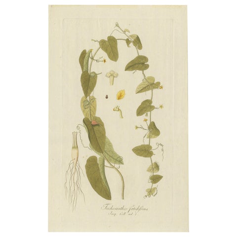 Antique Botany Print of a Trichosanthes Species by Von Jacquin, circa 1781