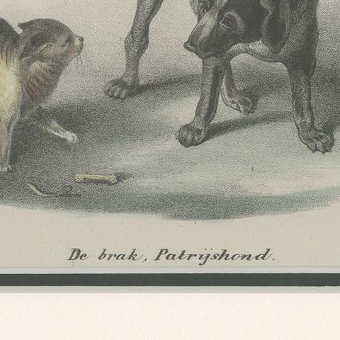 Antique Print of a Partridge Dog by Schinz '1845', close-up 2