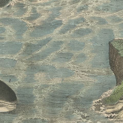 Antique Sperm Whale Print with Porpoise and Seals, Kolb Mammals, circa 1890, close-up 5