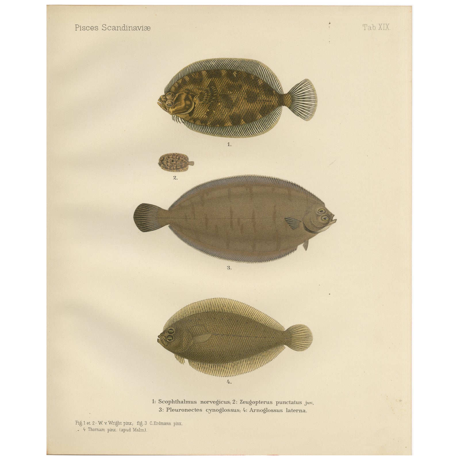 Norwegian Topknot, Spotted Flounder and Scaldfish - Graceful Flatfish Lithograph