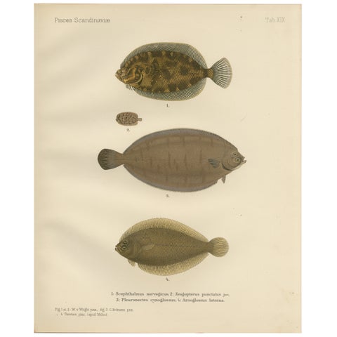 Norwegian Topknot, Spotted Flounder and Scaldfish - Graceful Flatfish Lithograph