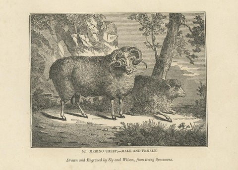 Antique Print of Terriers and Merino Sheep, 1835, close-up 2