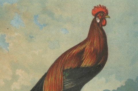 The Golden Phoenix Rooster - A Rare 19th Century Poultry Lithograph, close-up 3