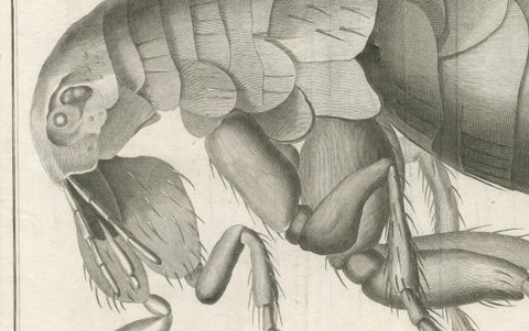 Large Folding Engraving of a Flea Seen Under the Microscope by Diderot, ca.1770, close-up 5