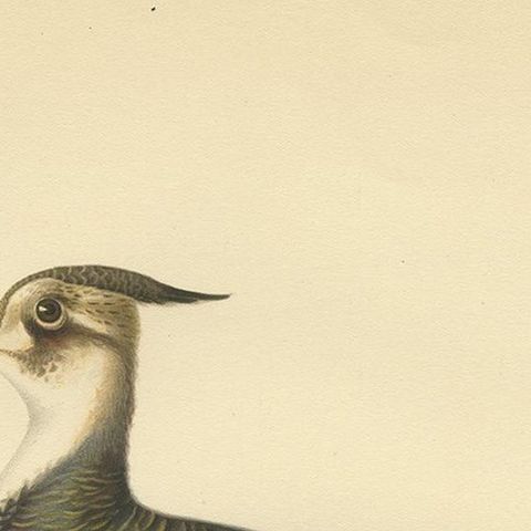 Antique Bird Print of the Northern Lapwing by Von Wright, 1929, close-up 1
