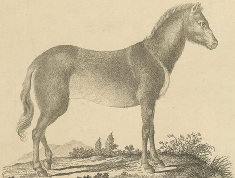 Antique Engraving of a Horse (Equus Caballus Linn.), drawn by Borifow, ca.1800, close-up 4