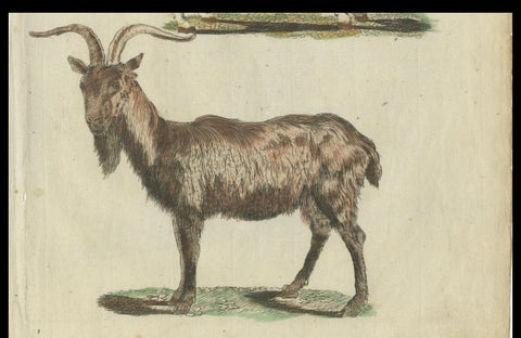 Hand Colored Antique Print of a Goat and Angora Goat, close-up 2