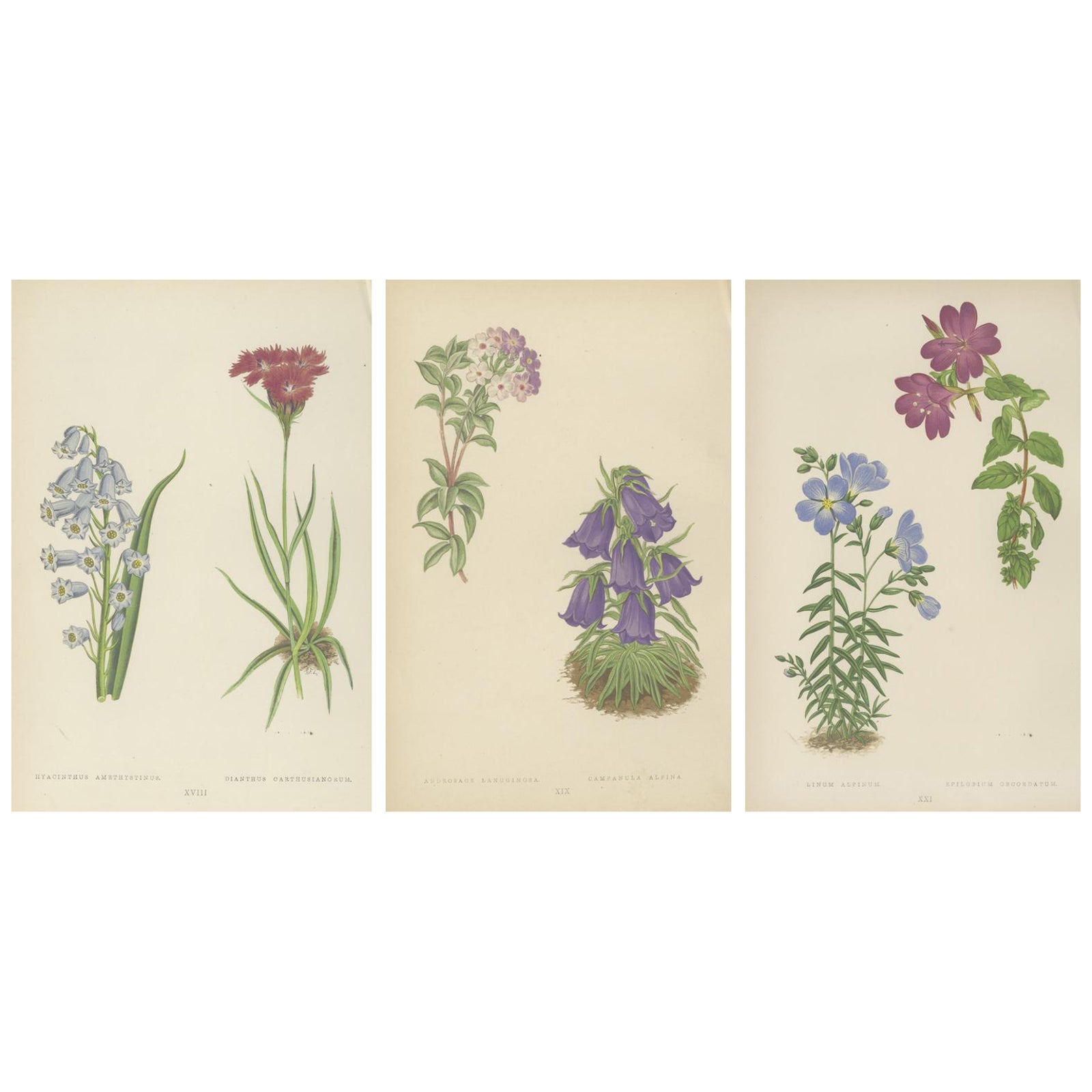 Victorian Triptych of Alpine Flowers from Alpine Plants by David Wooster 1874