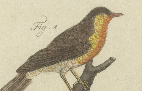 Original Antique Print of Seven Robins, Bluethroats and Yellowthroats, 1796, close-up 7