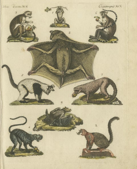 Hand Colored Antique Print of Lemurs and the extinct Mauritian Flying Fox, 1820, view 3