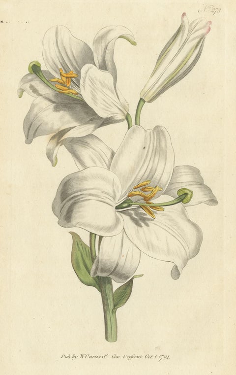 Antique Botany Print of Litium Candidum or White Lily, view 3