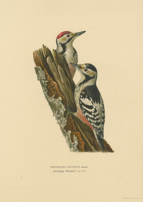 White-Backed Woodpecker Pair on Woodland Trunk, Swedish Bird Print, 1929, close-up 1