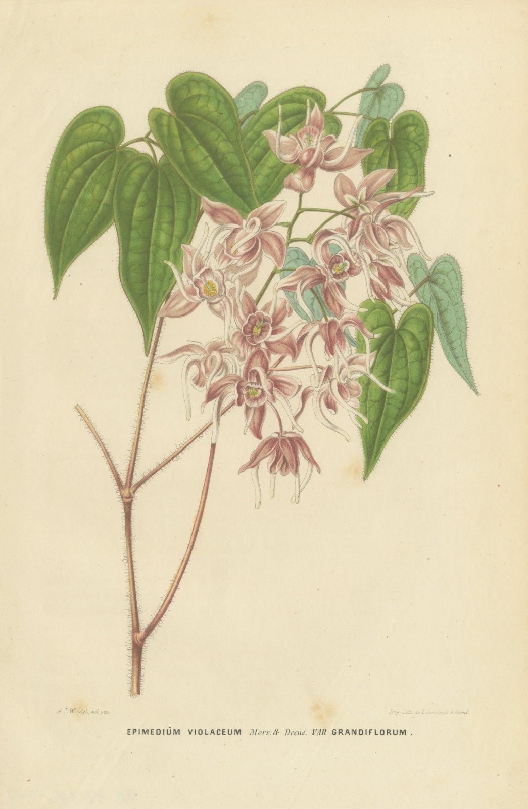 Epimedium Violaceum Grandiflorum, Barrenwort Chromolithograph, 1859