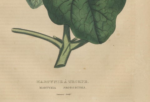 Martynia Proboscidea (Unicorn Plant), Hand-Colored Botanical Engraving, ca.1825, close-up 3