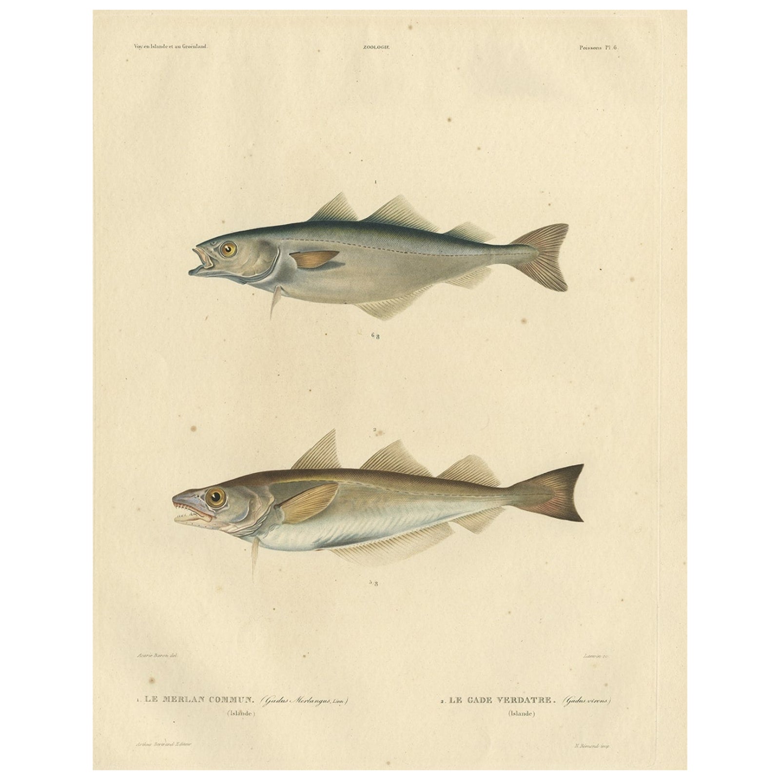 Original Antique Hand-colored Fish Print of the Whiting, Merling & Saithe, 1842