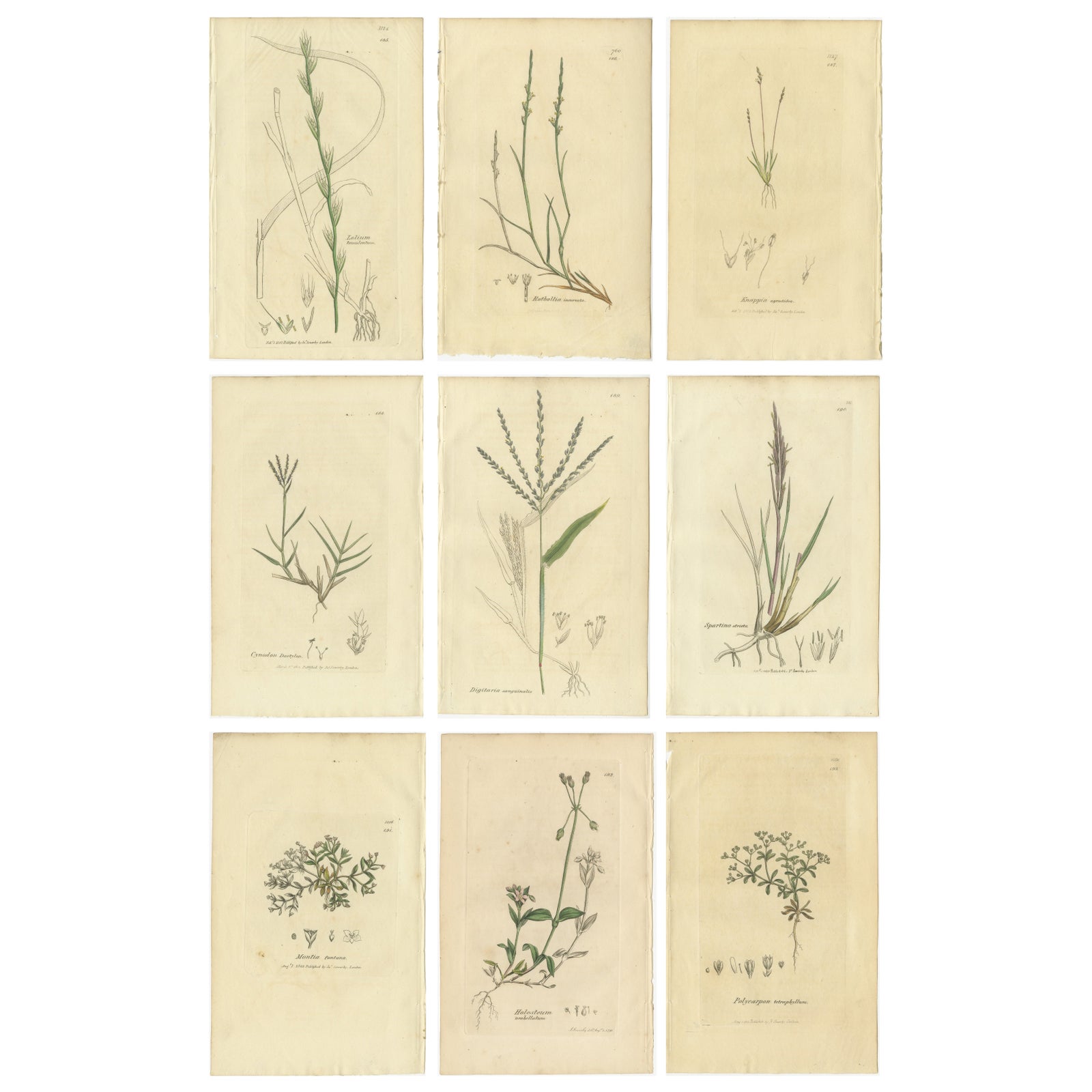 Set of 9 Antique Botanical Engravings of Grasses & Wildflowers, c.1830