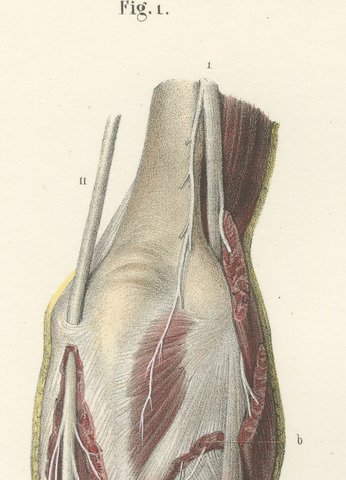 Nerves of the Whole Upper Limb, Antique Hirschfeld Anatomy Print, 1866, view 3
