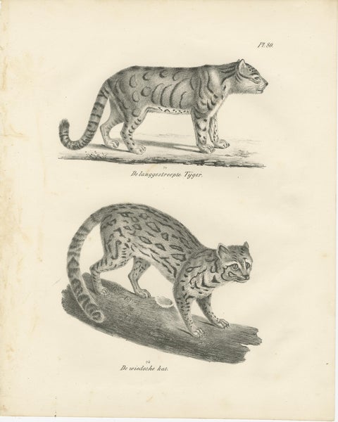 19th-Century Lithograph of the Long-Striped Tiger and Wild Asian Cat, view 2