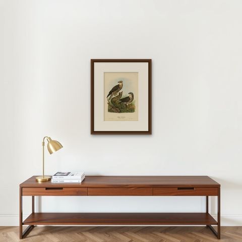 Honey Buzzards, Antique Bird of Prey Print, Natural History Illustration, 1894, shown framed on a wall