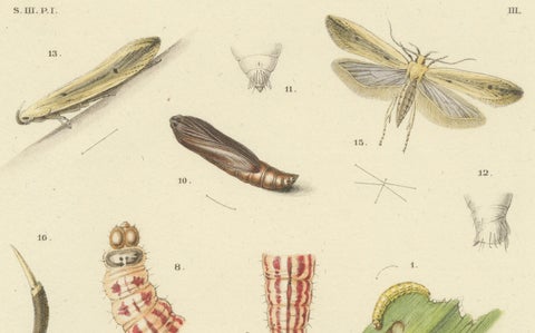 Antique Pair of Sciapteron Xystophora Moths, Hand-Colored by Sepp & Brants, 1906, close-up 1