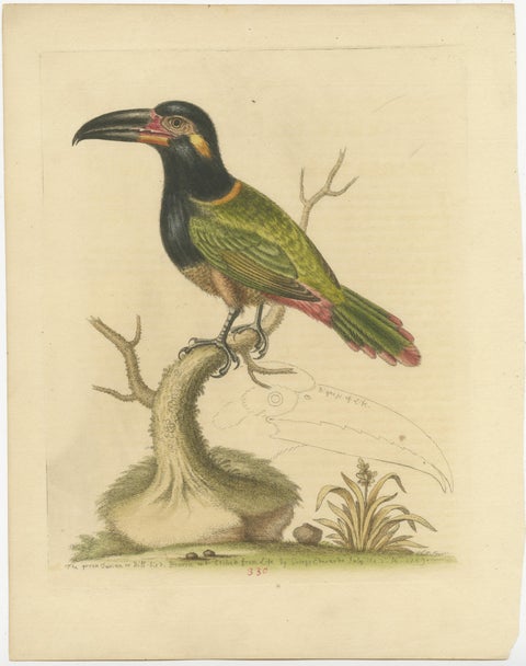Antique Bird Print of the Green Toucan, view 2