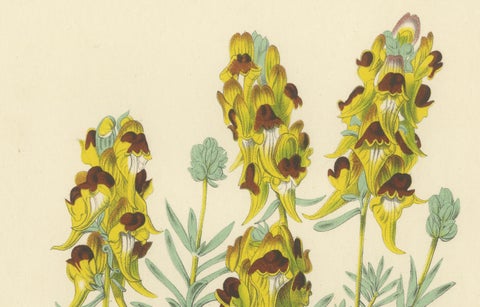 Toadflax 'Linaria Tristis' Botanical Illustration by Louis van Houtte, c.1850, close-up 1