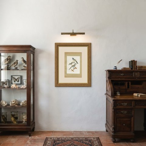 Cuckoos and Anis, Brazilian Bird Print, Descourtilz, 1944, shown framed in a room