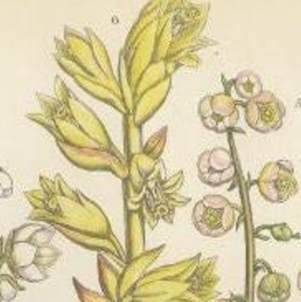 Antique Botany Print of the Large Flowered Moneses, c.1860, close-up 1