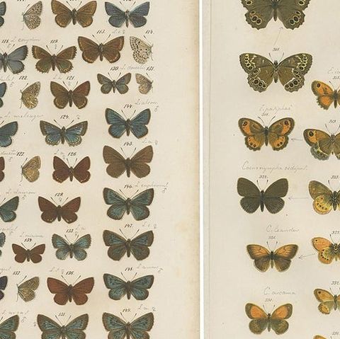 Set of 7 Antique Prints of Various Butterflies and Moths by Ramann 'circa 1870', close-up 1