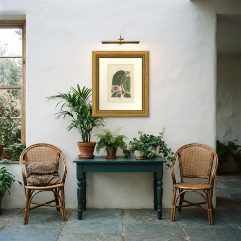 Hoya Macrophylla, Wax Plant in Flower Chromolithograph, 1859, shown framed in a room